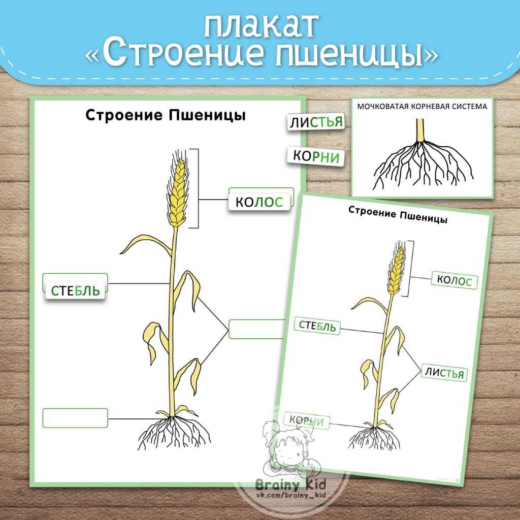 Основы агрономии