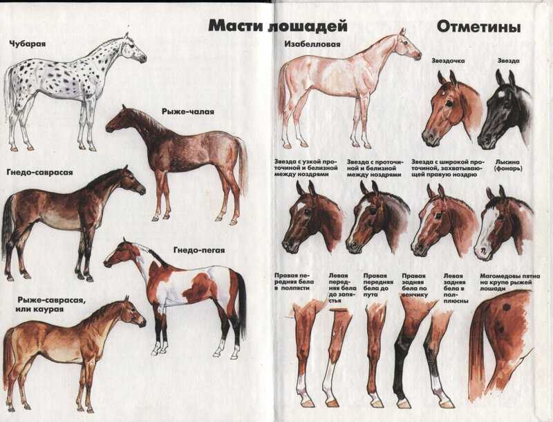 Масти лошадей. описание, особенности и названия мастей лошадей