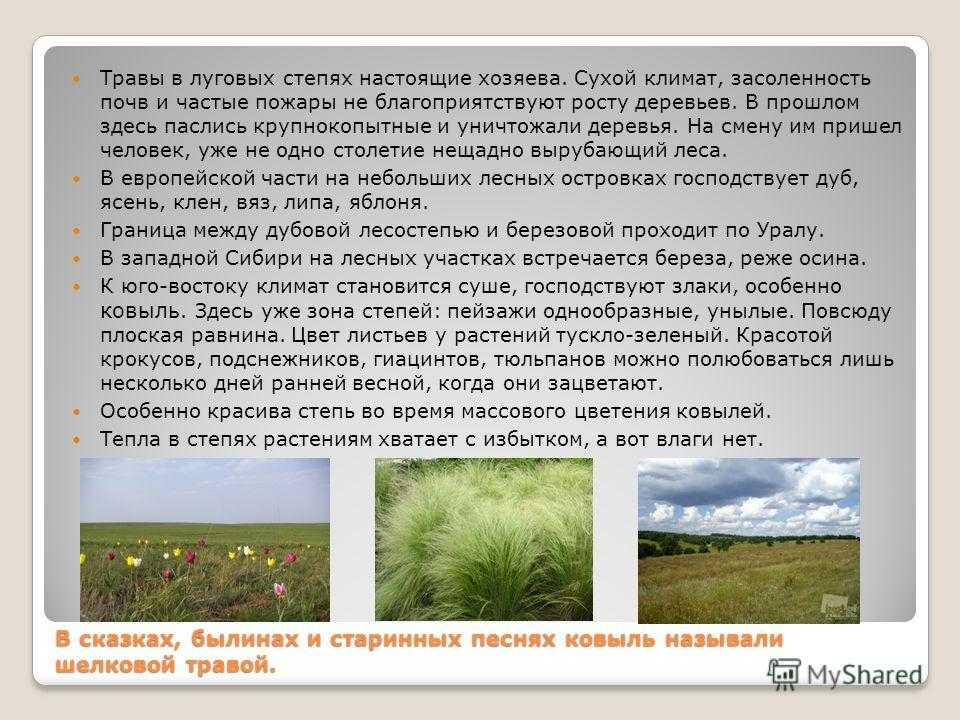 Растения степной зоны: описание видов и особенности флоры