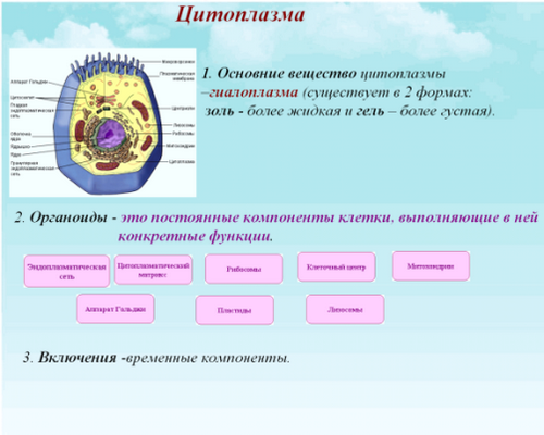 Цитоплазма - надцарство эукариот - строение клетки - клеточный уровень организации живого - учебник биология - чебышев н. в. - вунмц 2000