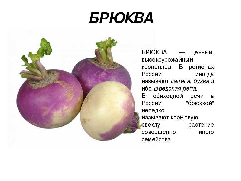 Турнепс – что это такое, состав и виды растения, уход и выращивание, рецепты приготовления блюд