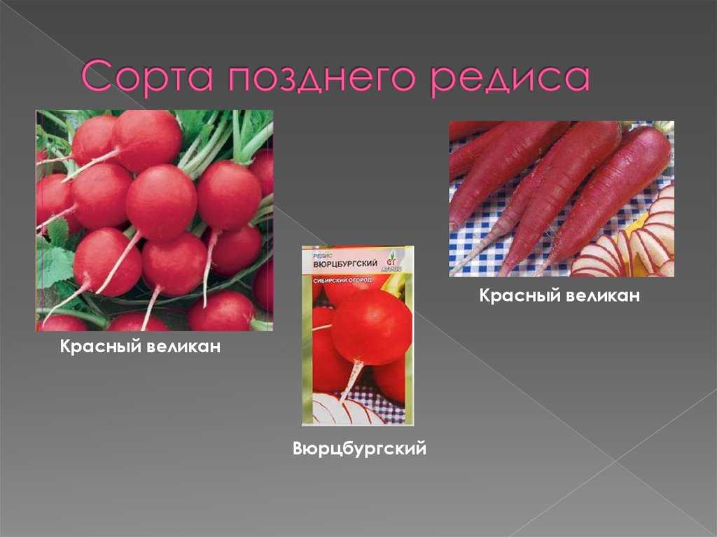 Как выглядит и что такое редиска — это овощ или фрукт