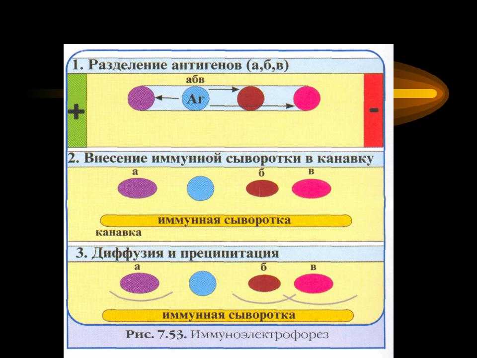 Двумерный (перекрестный) иммуноэлектрофорез (2d)