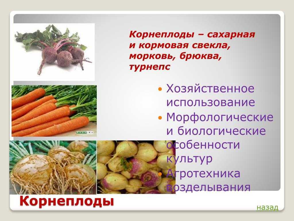 Полезные свойства, морфологические и биологические особенности моркови. | пчеловодство. сад и огород
