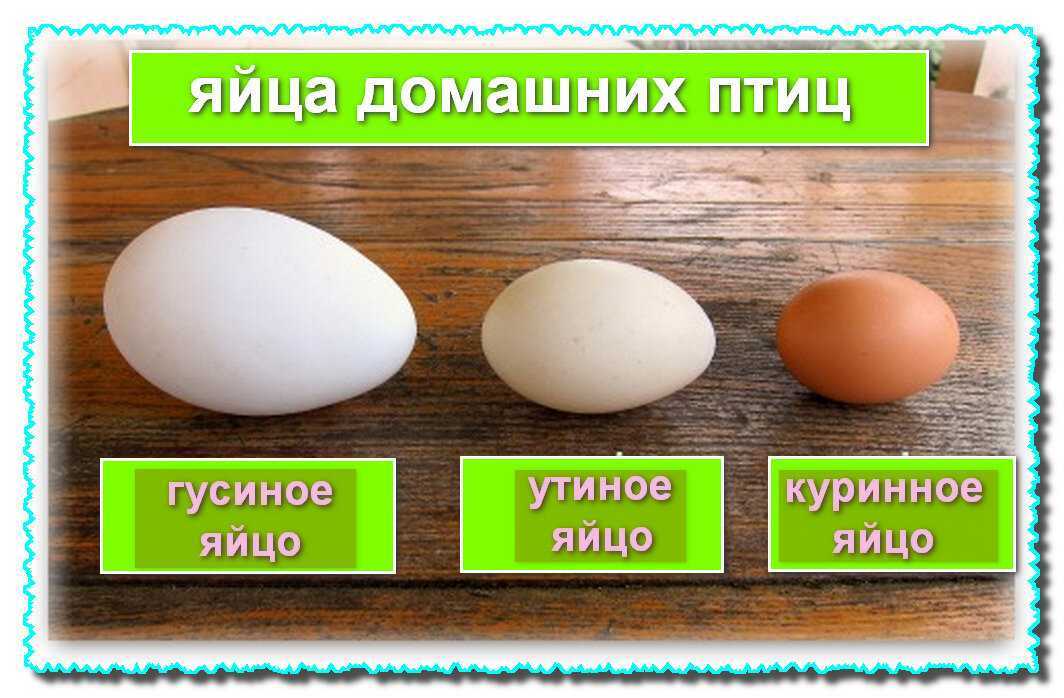 Влияние облучения яиц на физико-химические и функциональные свойства жидкого белка
