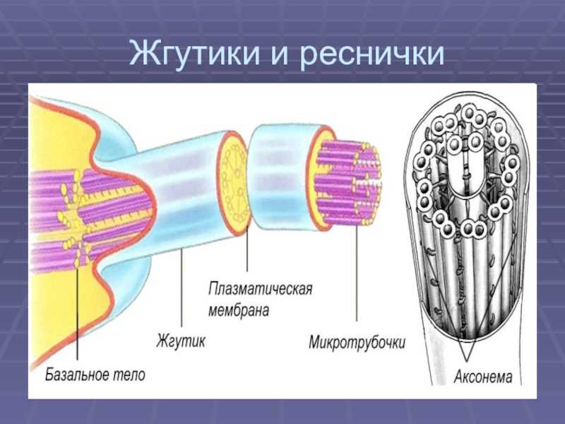 Поведение клеток