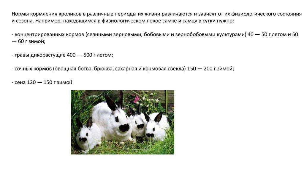 Особенности кормления кроликов в разные возрастные и физиологические периоды. мясошкурковые кролики. прибыльное разведение.