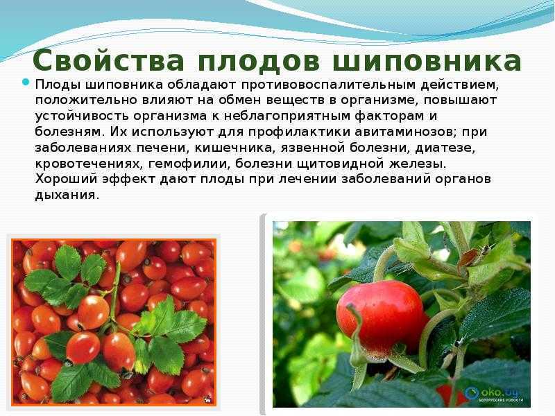Сушеный шиповник полезные свойства. полезные свойства и противопоказания | здоровье человека