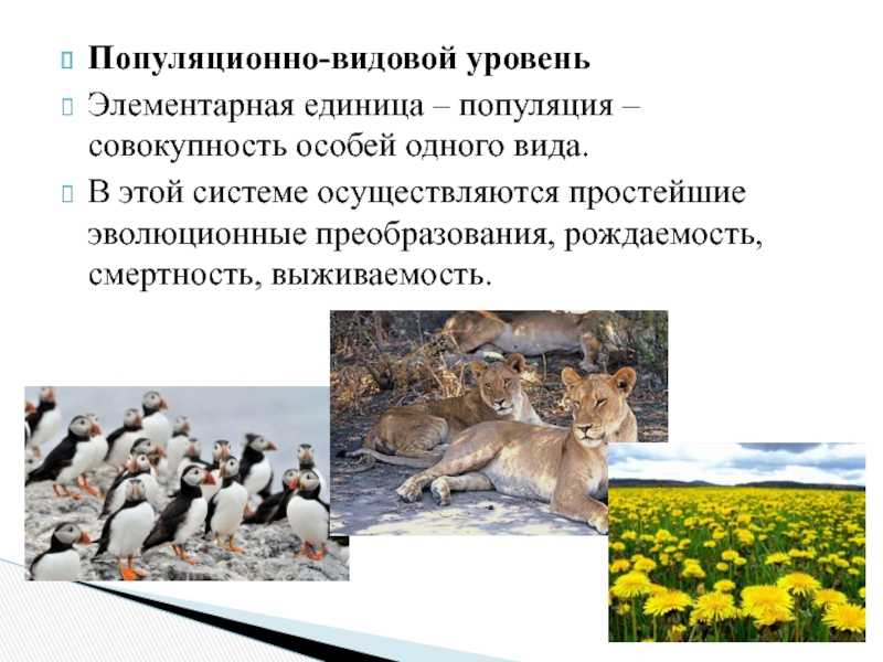 Популяция