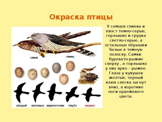 Цвет глаз у птиц. их разновидности и особенности