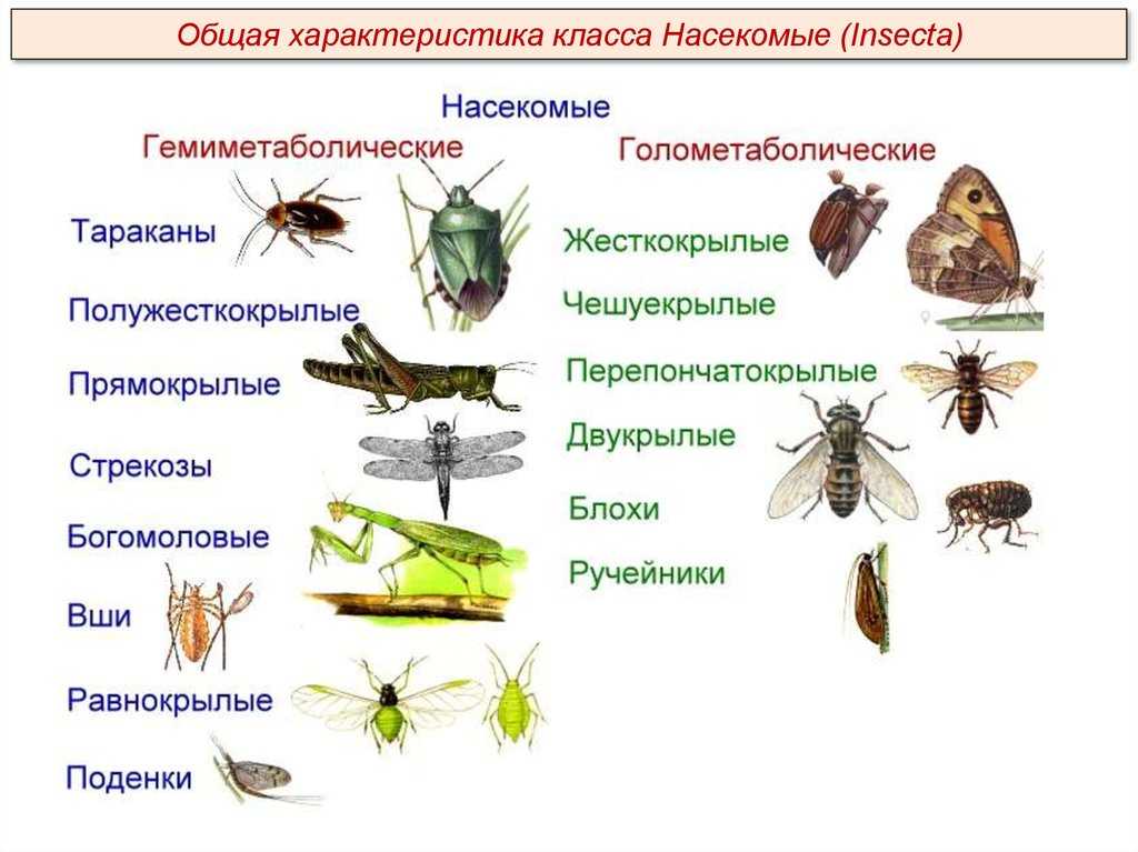 Пищеварительная система насекомых | справочник по защите растений — агроxxi