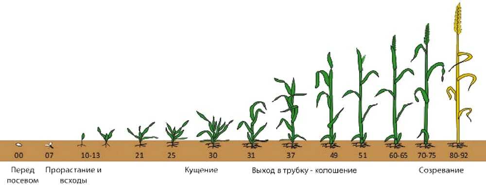 Этапы роста зерновых