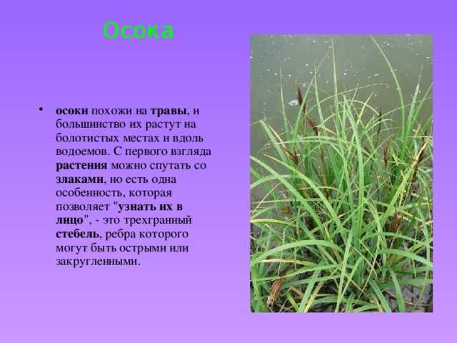 Осока: фото и описание растения, выращивание в открытом грунте, виды