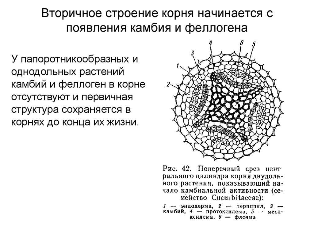 Функции зон корня: внутреннее строение, особенности и образование новых тканей