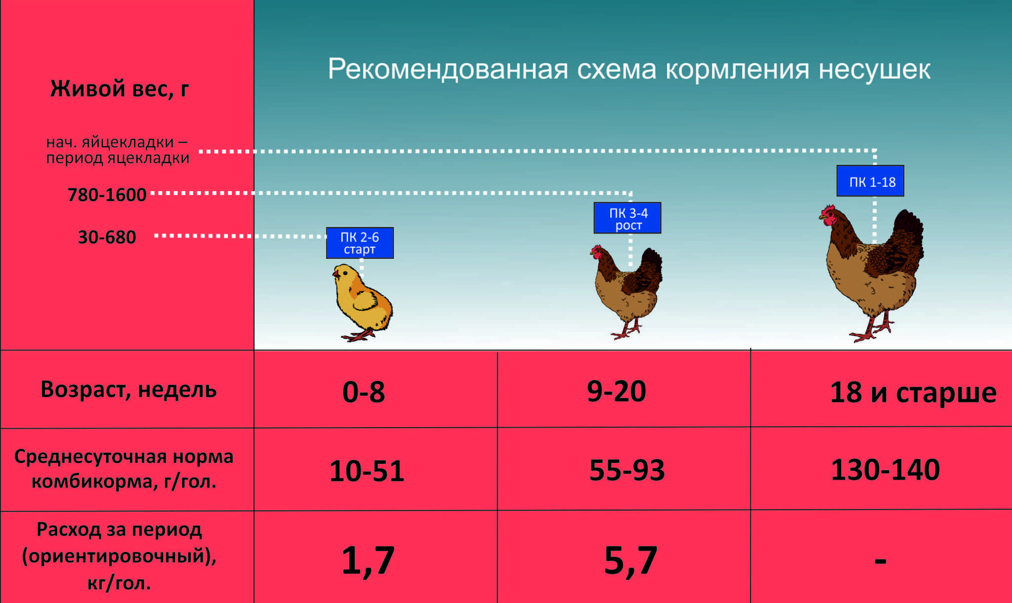 ᐉ особенности кормления цыплят яичных пород - zooon.ru