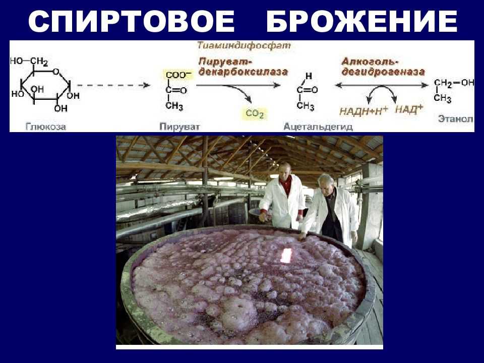Брожение