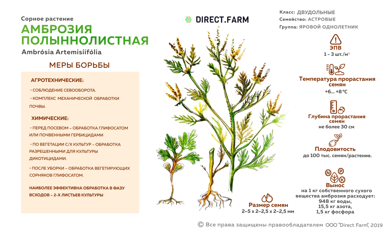 Двулетние, или дициклические, сорняки. борьба с сорняками