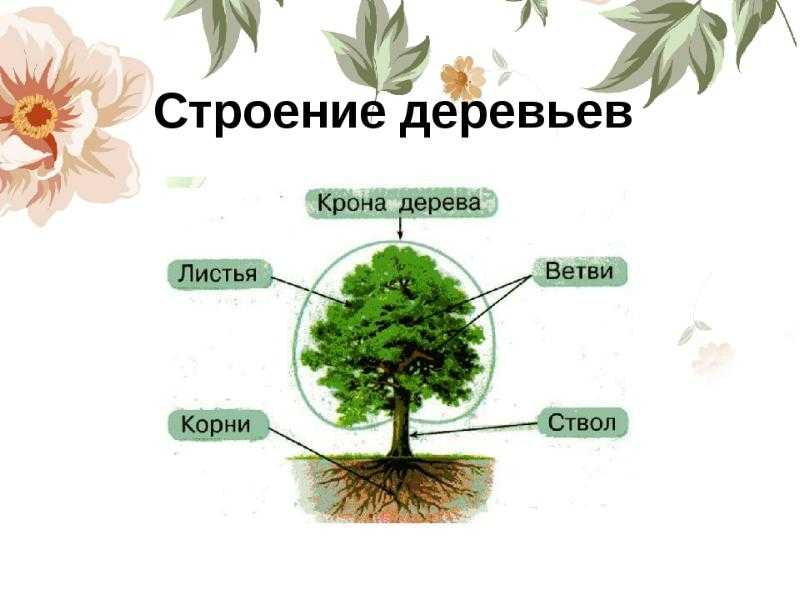 Неглубокие корни деревьев. корневые системы деревьев лиственных пород