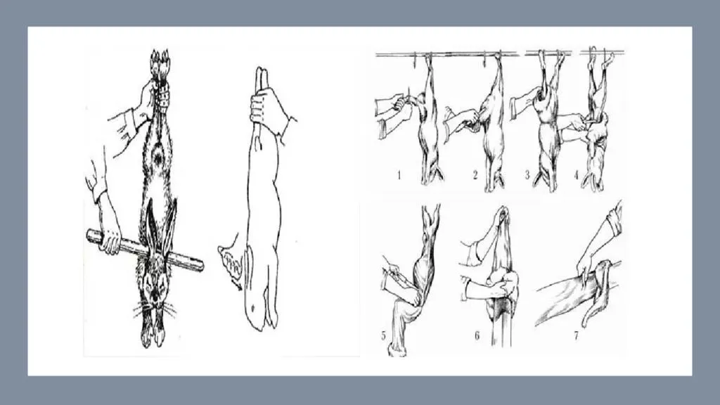 Убой и переработка скота. технология первичной переработки крс и птицы. методы оглушения