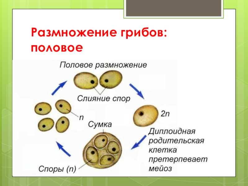 Вегетативное размножение