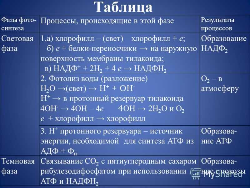 Процесс фотосинтеза и его значение для растений — что важно запомнить