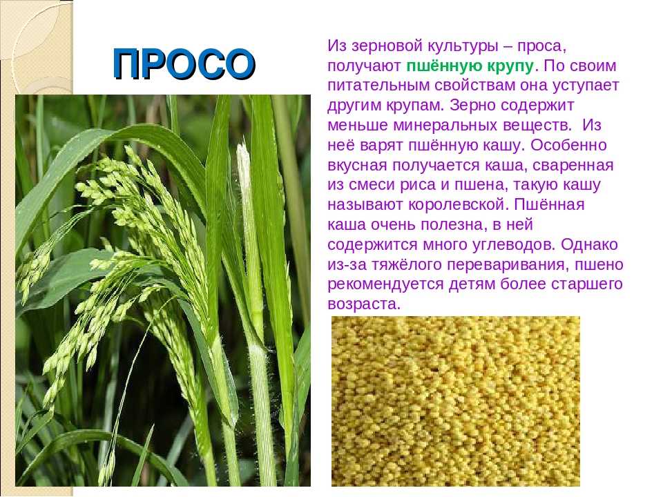 3.6 сроки, способы уборки урожая и послеуборочная его доработка