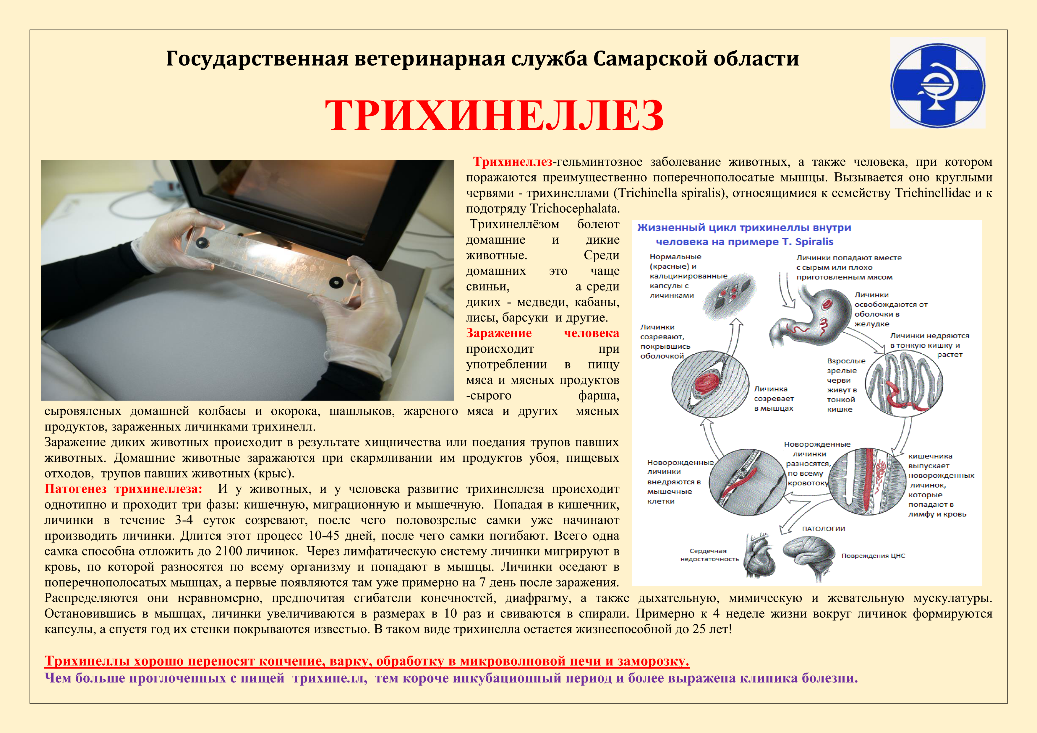 Глисты у свиньи: симптомы и лечение