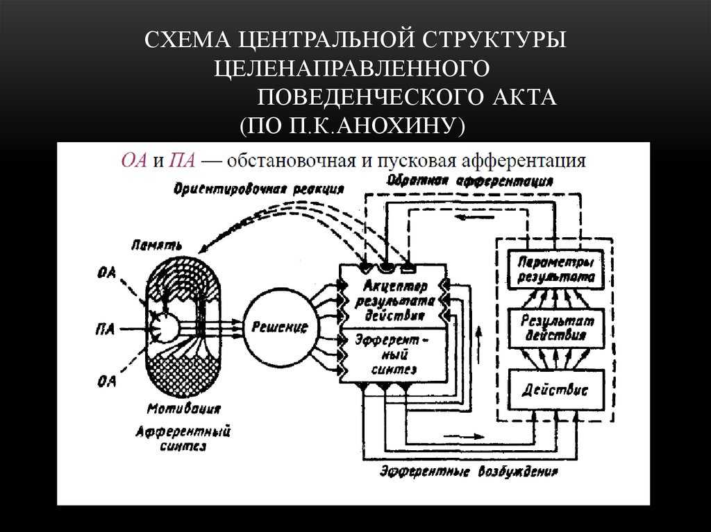 Структура поведенческого акта. функциональная система п.к.анохина