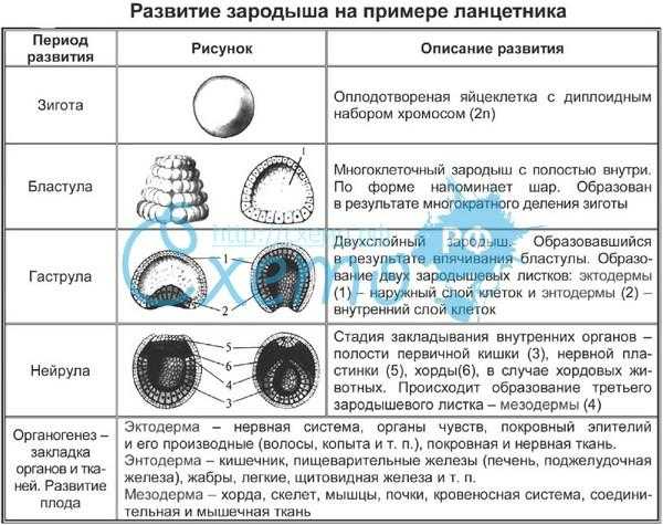Организм. онтогенез. воспроизведение организмов.