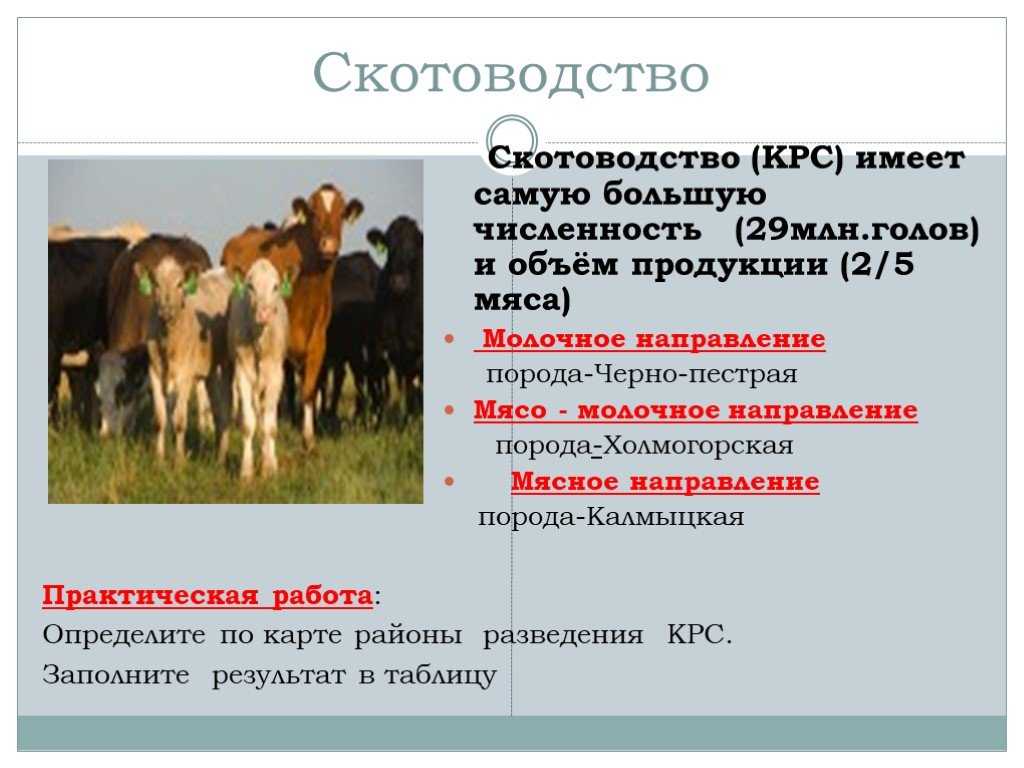 Понятие породы, группы, типа и стандарта    [занимательное собаковедение]