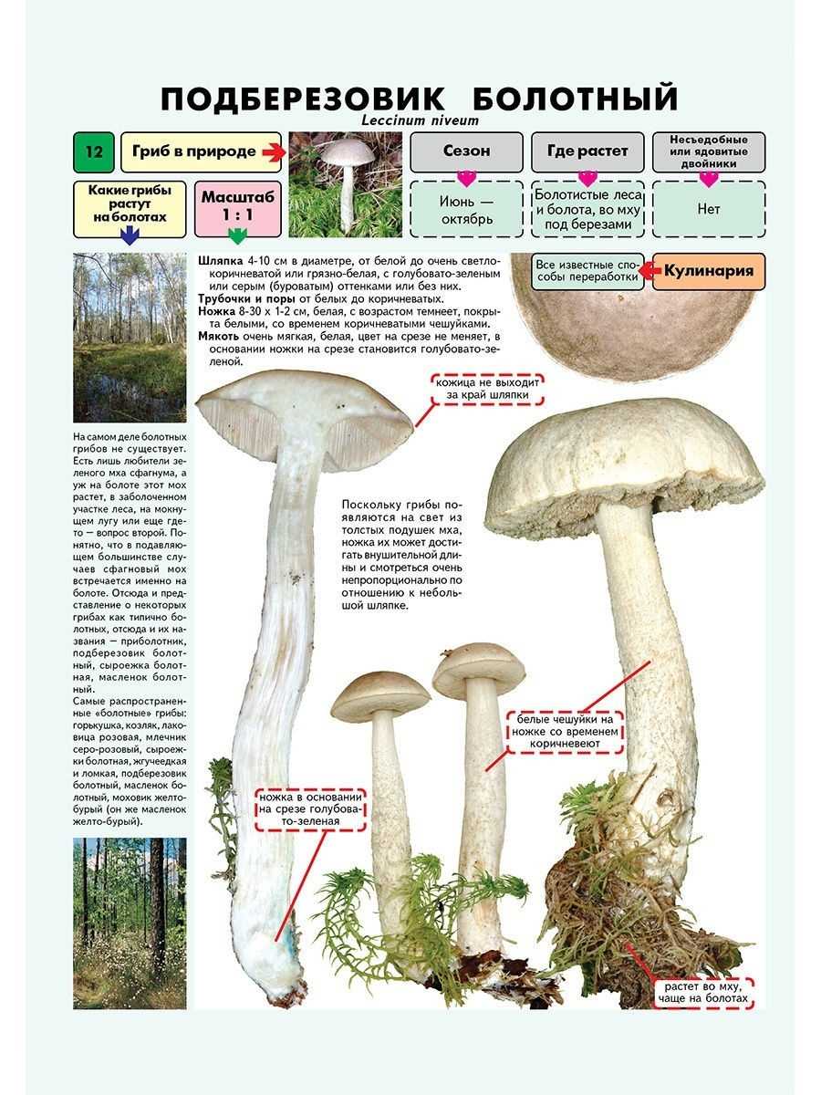 Глава 3 характеристика мест произрастания грибов. справочник грибника.