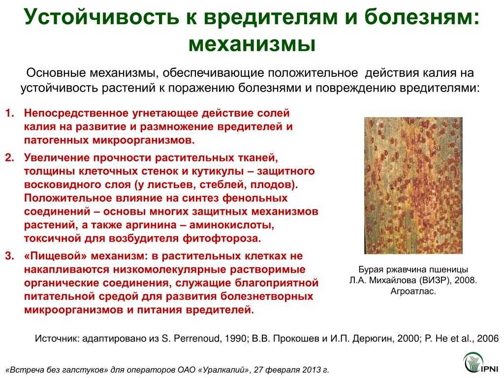 Методы селекции растений – основные классические