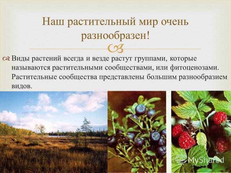 § 43. пространственная структура биоценоза
