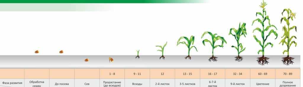Происхождение кукурузы и ее ботаническая характеристика (3. ф. балюра, кандидат сельскохозяйственных наук) [1955 бурлакова н.м. - кукуруза в новых районах]