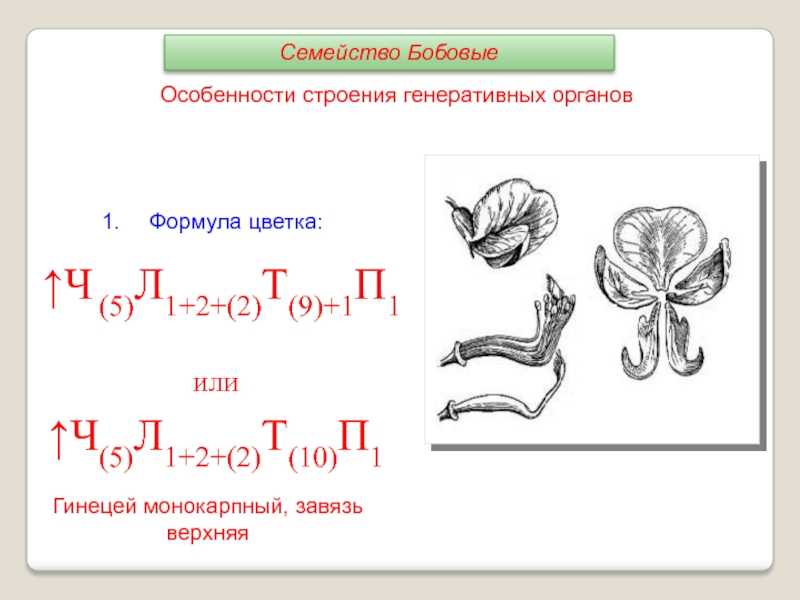 Зернобобовые культуры