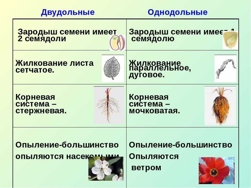 Алеурон