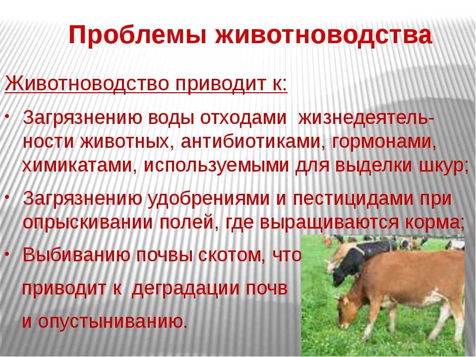 Эктопаразиты угрожают вашим животным и вашему благосостоянию - здоровье животных крупнорогатый скот