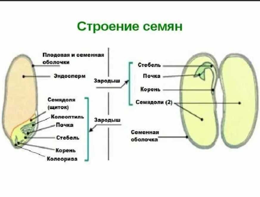 Строение семени растений: особенности и химический состав