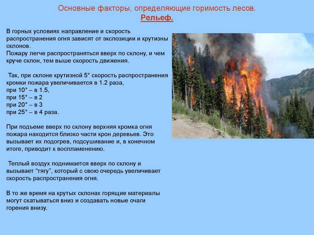 Как лес влияет на окружающую природу
