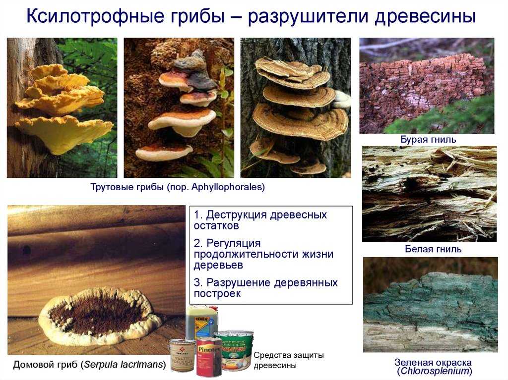 Грибы
