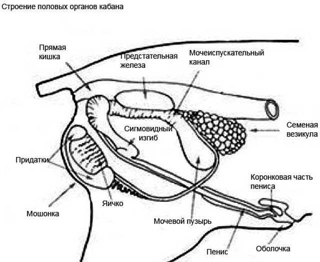 1.1. половые органы самки