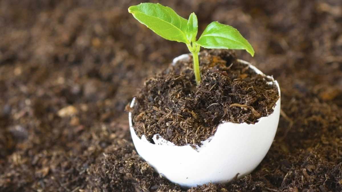 Яичная скорлупа как источник кальция, как приготовить и принимать