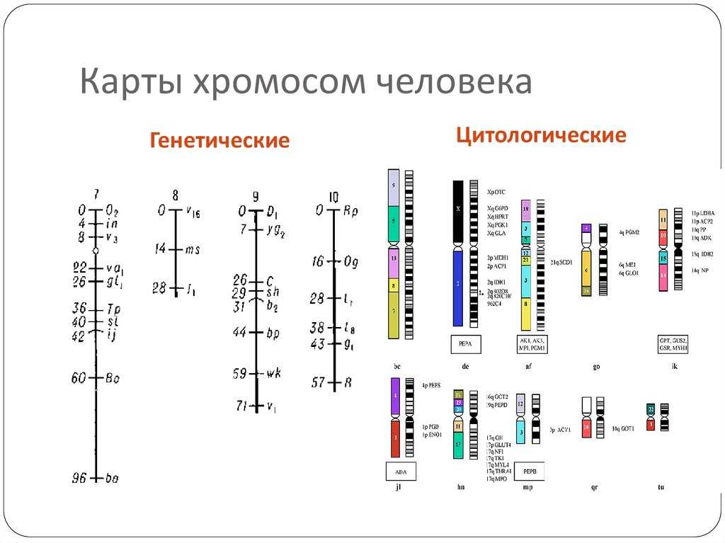 Основные генетические понятия. закономерности наследственности. генетика человека. | егэ по биологии