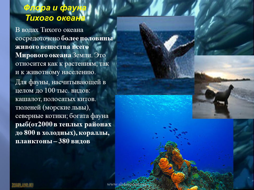Морские экосистемы: характеристика, типы, флора и фауна | зеленые возобновляемые источники энергии