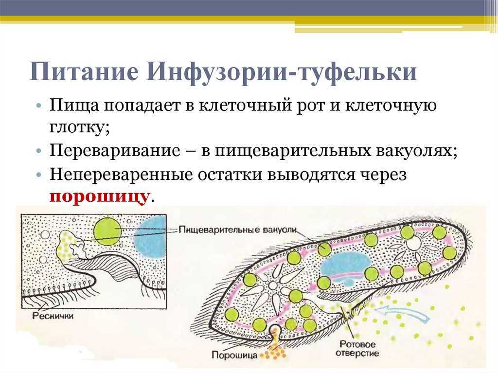Тип инфузории (infusoria, или ciliophora) | инфузория туфелька в цж