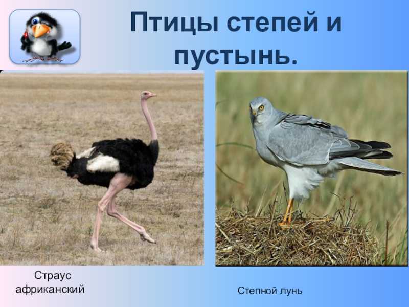 Кто обитает в степи? какие животные обитают в степи, какие растения растут — названия, фото и характеристика.
