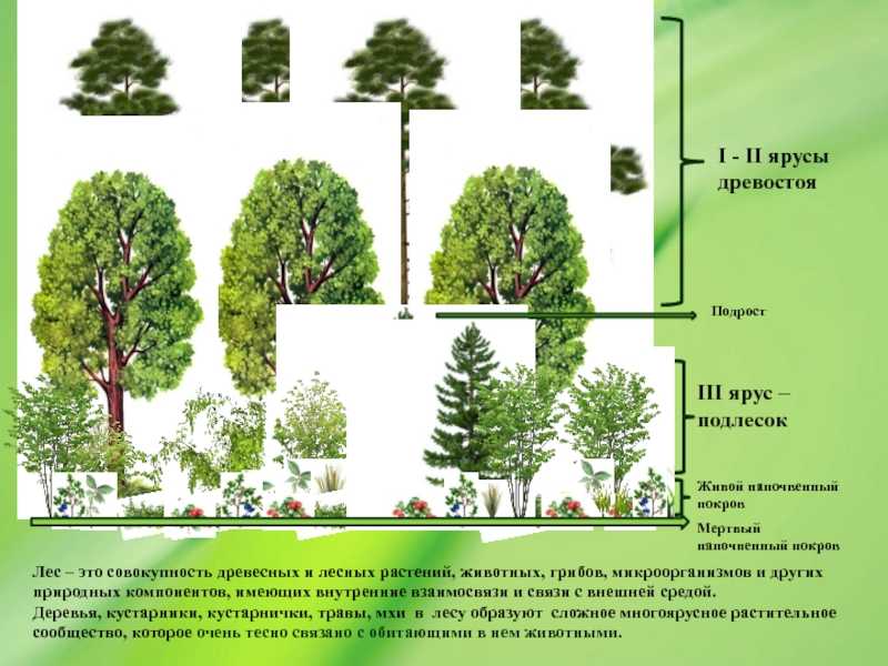 Способы размещения посевных и посадочных мест в культурах¸ схемы смешения — page 13