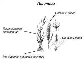 Тип корневой системы пшеницы: особенности и классификация