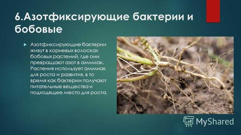 Функции и симбиозы клубеньковых бактерий