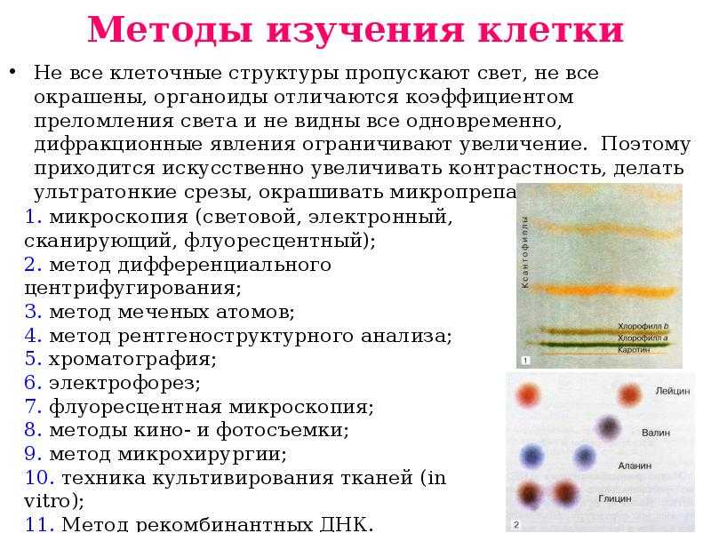 Цитоплазма живой клетки – роль, функция и движение в процессе деления